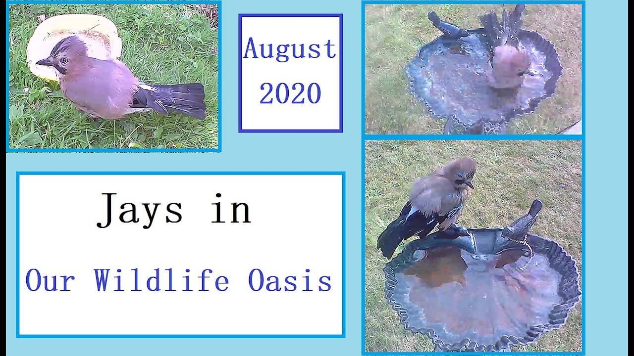 Beautiful jays in Our Wildlife Oasis - August 2020