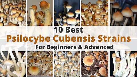 Top 10 Psilocybe Cubensis Strains for Beginners