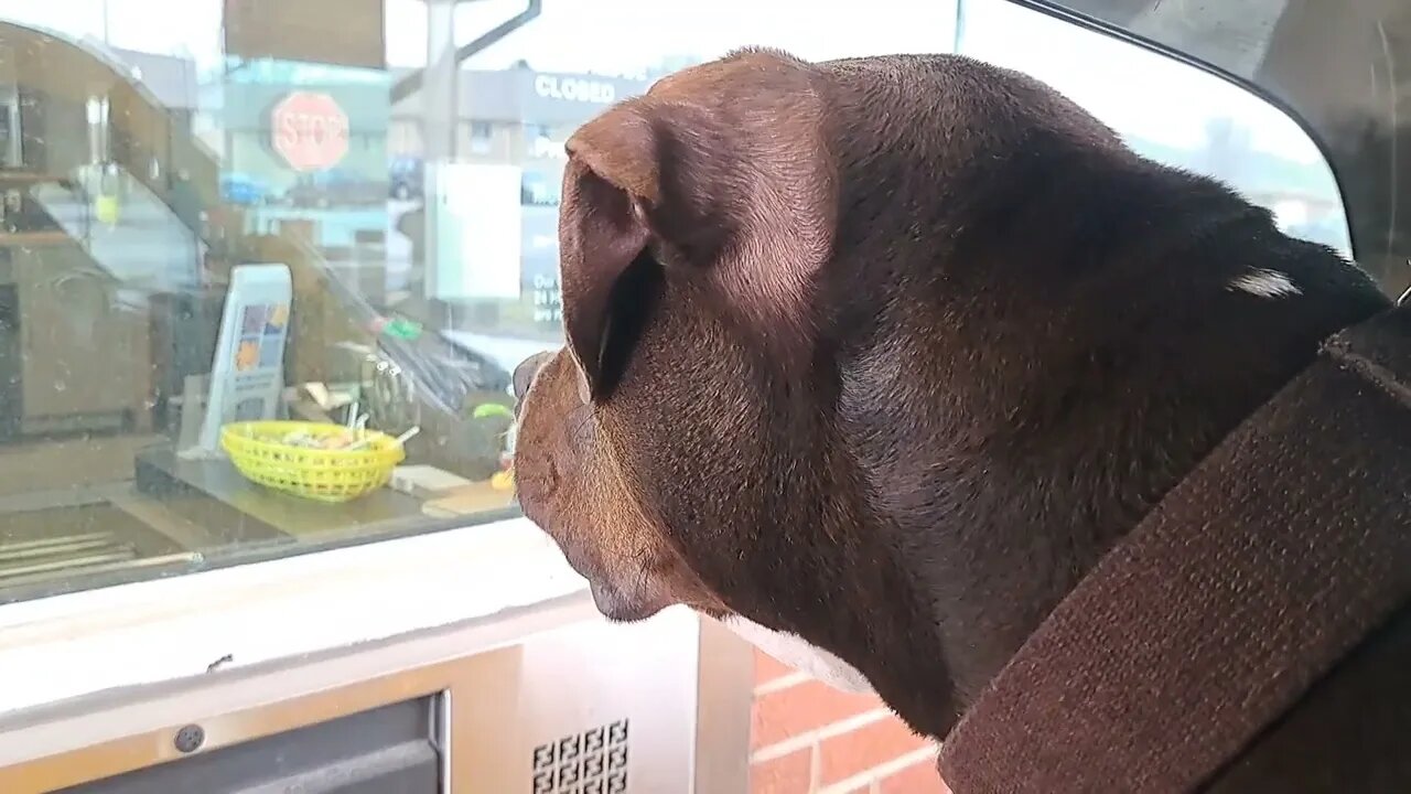 My StepDogter... Female Pitbull at the Bank!