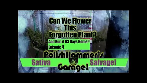 Sativa Salvage Ep 4 "BIG RED!" 🏁🦅🍁🚛💪🔧🔨🏎🔥🌳 #MAC1 #WEBBGRO #GEEKLIGHT #FLORAFLEX #VIVOSUN