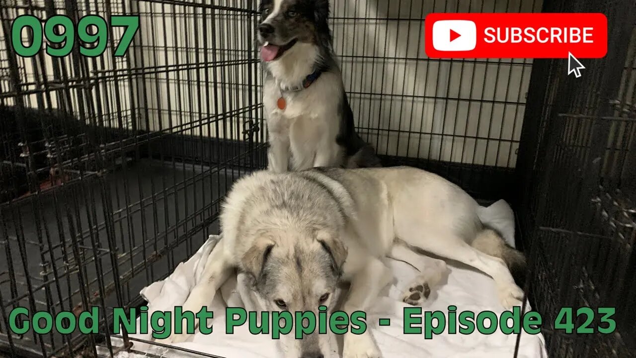 [0997] GOOD NIGHT PUPPIES - EPISODE 423 [#dogs #doggos #doggos #puppies #dogdaycare]