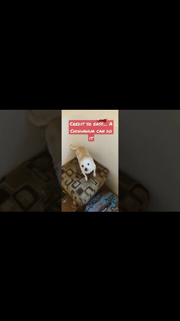#shorts #finance #chihuahua