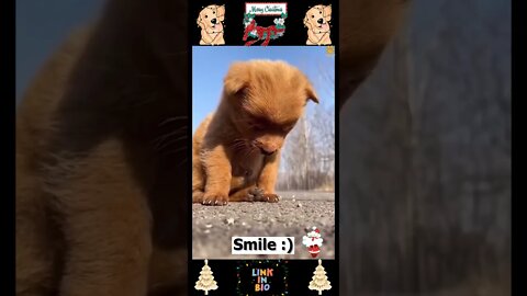 #09_😂🐶😂 #Baby #Dogs - #Cute and #Funny #Dog Video 😂🐶😂 (#2022)