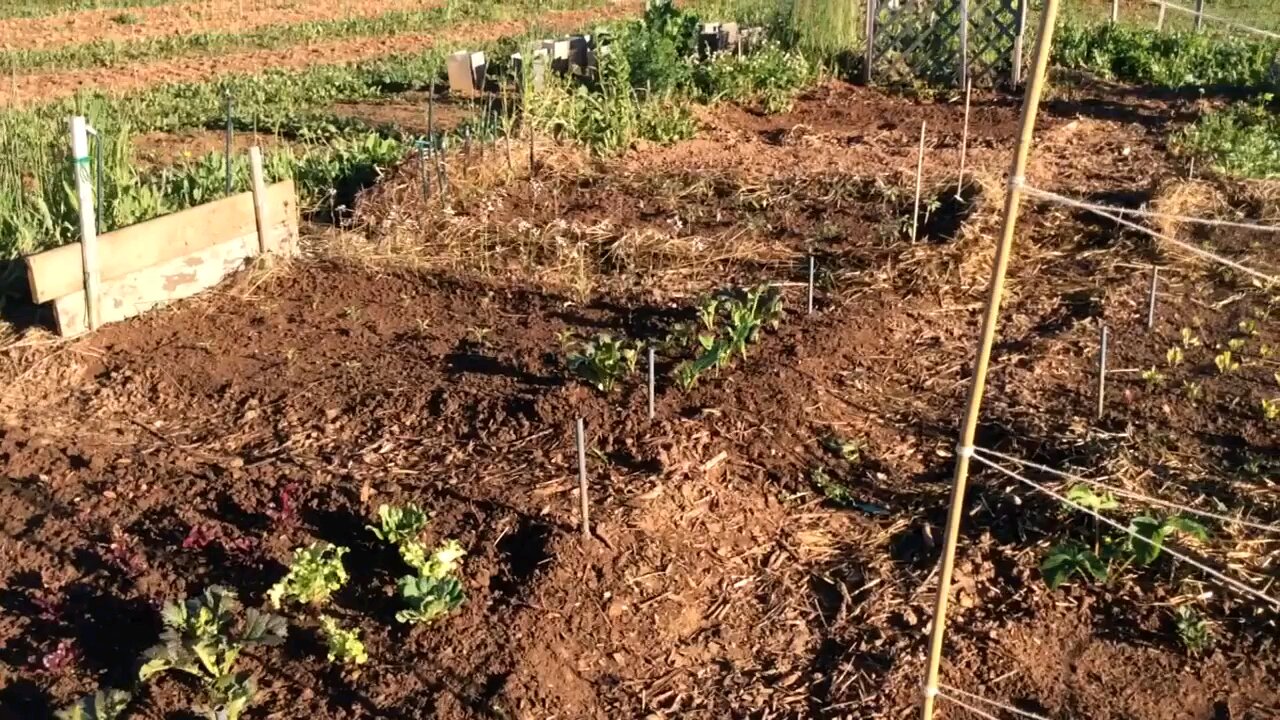 Wild Urban Gardens 2022 - Prepping a second year community garden plot.