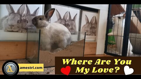 Where Are You My Lovely?