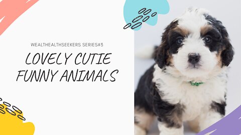 Lovely Cutie Funny Animals - wealthealthseekers S#3