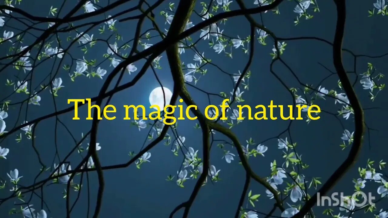 The magic of nature 2023