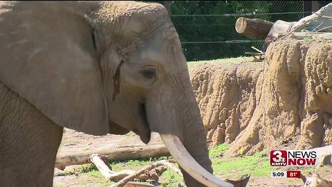 Zoo brings back shirts celebrating Louie the elephant