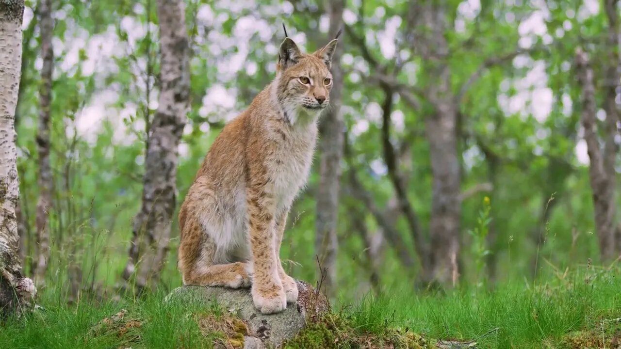 Full body portrait of european lynx sitting in the forest