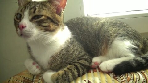 Heat Makes this Kitty Sleepy