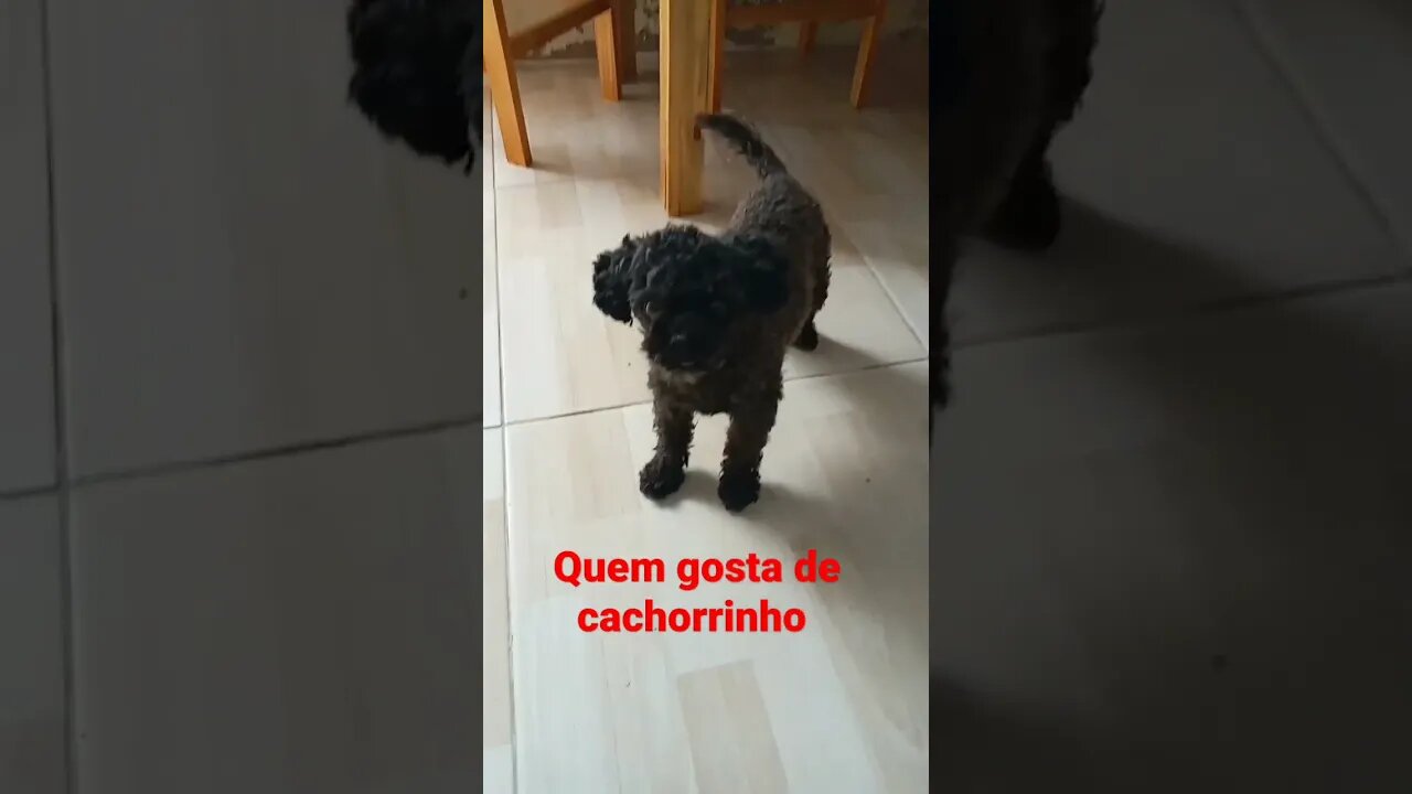 cachorrinho preto