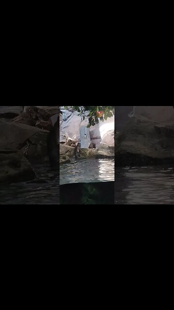 river otters nc pineknoll shores aquarium