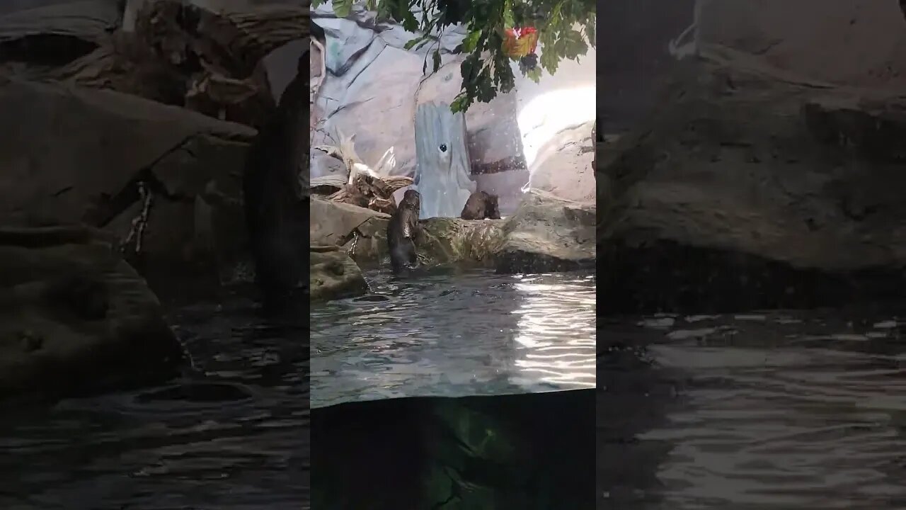 river otters nc pineknoll shores aquarium