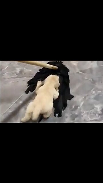 The Awesome Antics of Some Funny Dogs - HaloRock