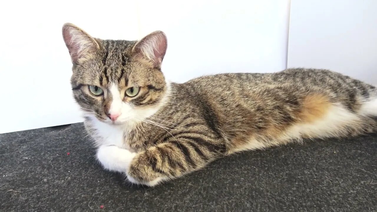 Cute Cat Stretches His Paw