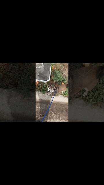 Ray really wants to walk