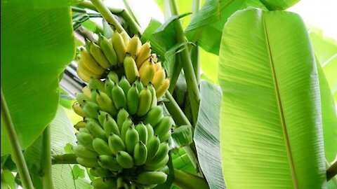 Banana Tree