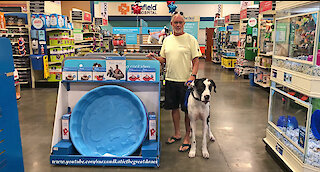 Great Dane Is Bigger Than The Pet Store Swimming Pool