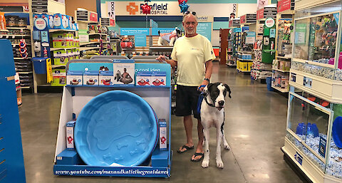 Great Dane Is Bigger Than The Pet Store Swimming Pool