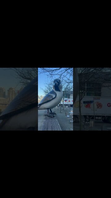 Giant Bird Art Vancouver BC