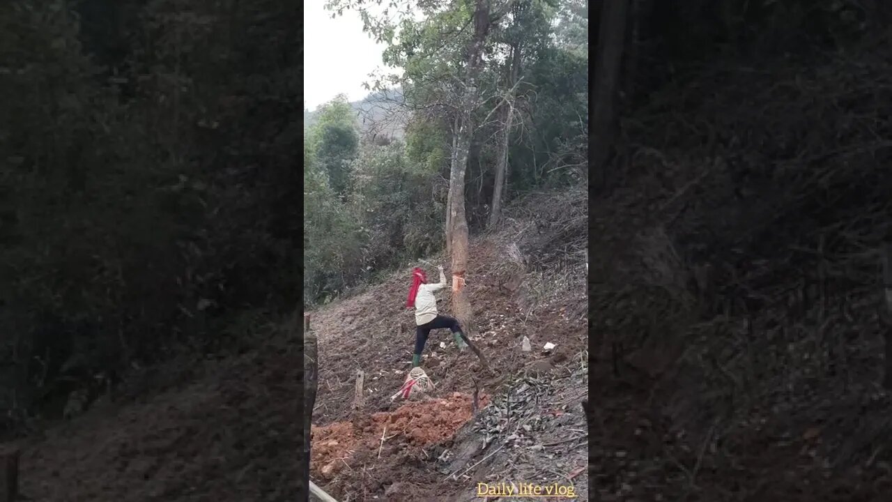 Oh my god, if you cut down a tree, you'll cut it if you pull it