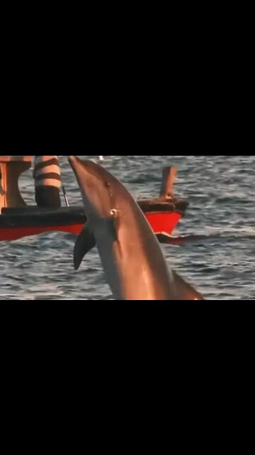 Dolphins leap during beautiful sunset in the Marmara Sea