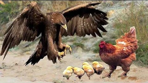 The mother sacrifices herself to save the chicks from attacking the eagle