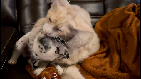 Cutest kissy fight ever between Maine Coon kitten and Dalmatian puppy!