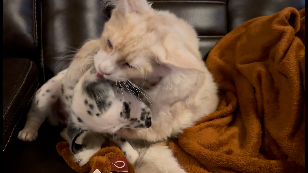 Cutest kissy fight ever between Maine Coon kitten and Dalmatian puppy!