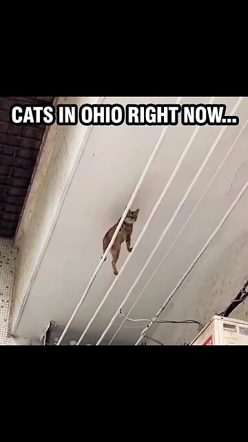 cats in Ohio right now