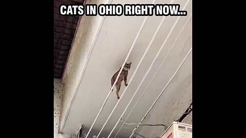 cats in Ohio right now