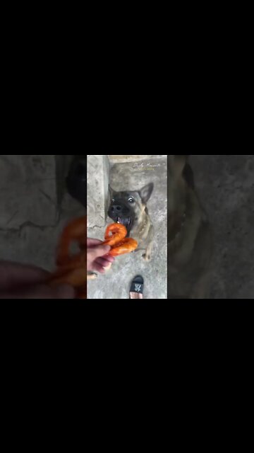 The dog's first time eating crispy shrimp