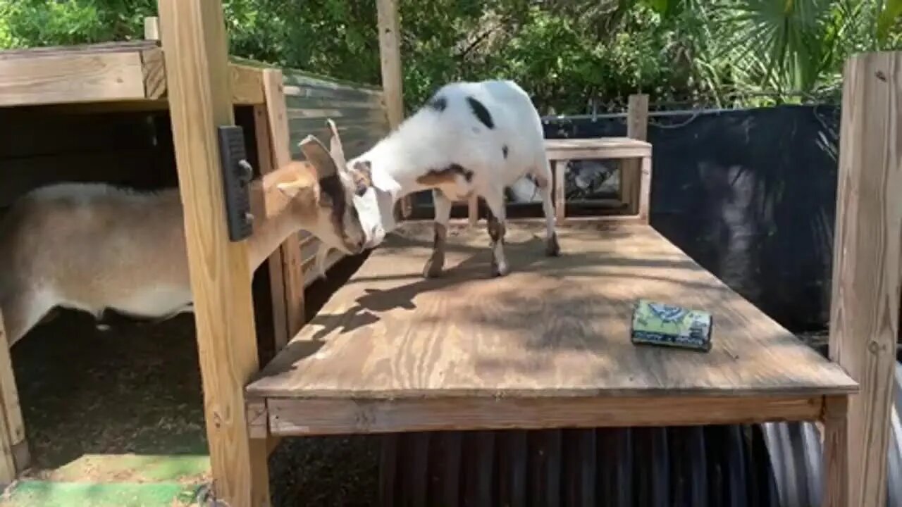The Goat Report with Lummy! #TheBubbaArmy