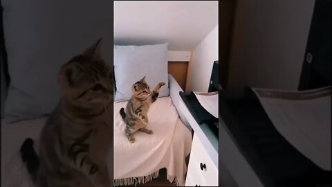 LEGENDARY battle 😂 #shorts #shortsvideo #funny #cat