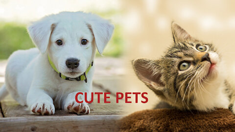 | CUTE PETS | DOGS | CATS | HONEST | ANIMALS |
