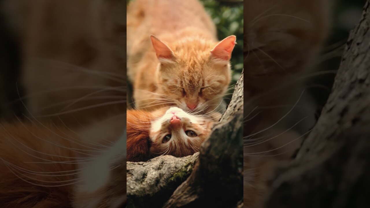 Cat with her kittens.