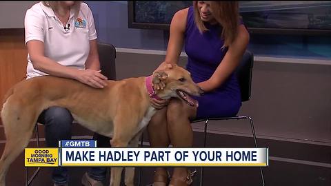 Rescues in Action April 14: Help find Hadley a forever home