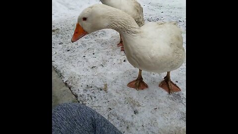 😬 #goose #guardgoose #homesteading #farm #farmanimals