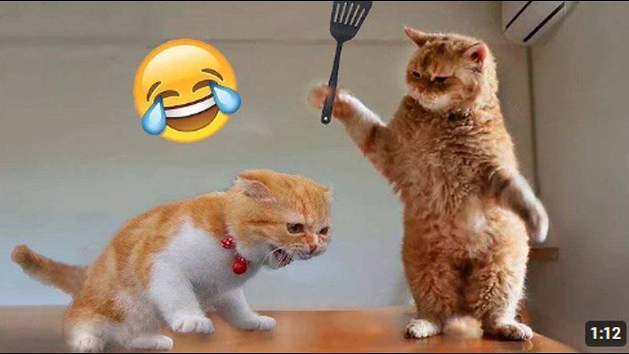 Funny Cats And Dogs Videos