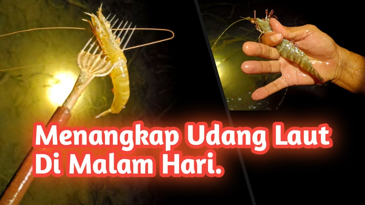 Catching shrimp at night