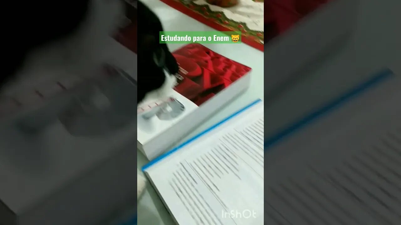 Gato estudando para o Enem. Gato Bartolomeu Tunico estudioso😸💙