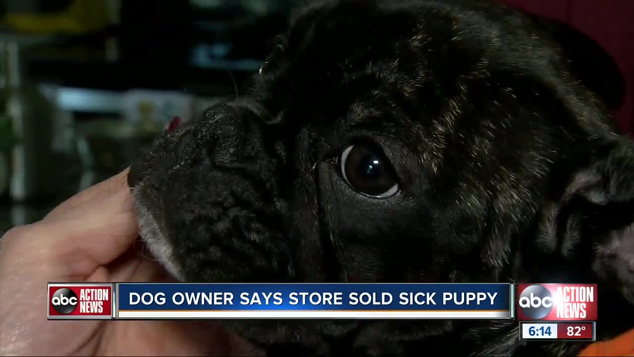 Tampa woman stuck with thousands in vet bills after new puppy nearly died