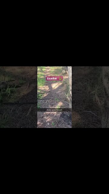 Snake on a bush walk 🐍 part 1