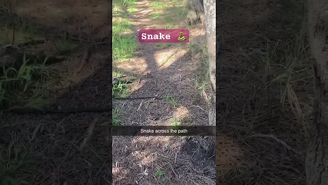 Snake on a bush walk 🐍 part 1