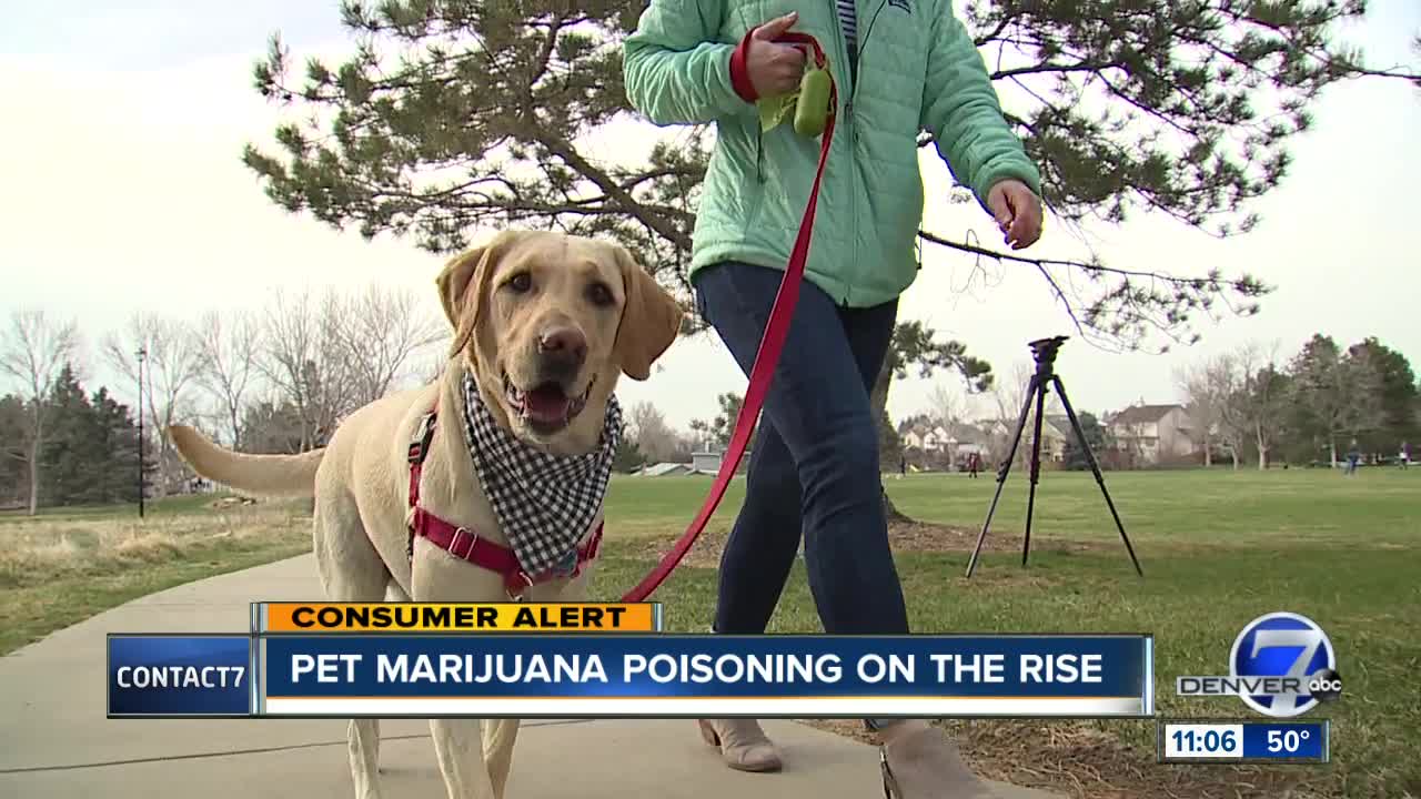 Local veterinarians warn pet owners about growing number of pets poisoned by THC