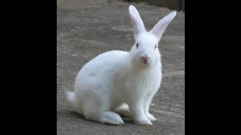 the active rabbit
