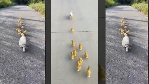 shortCute puppy and duck love