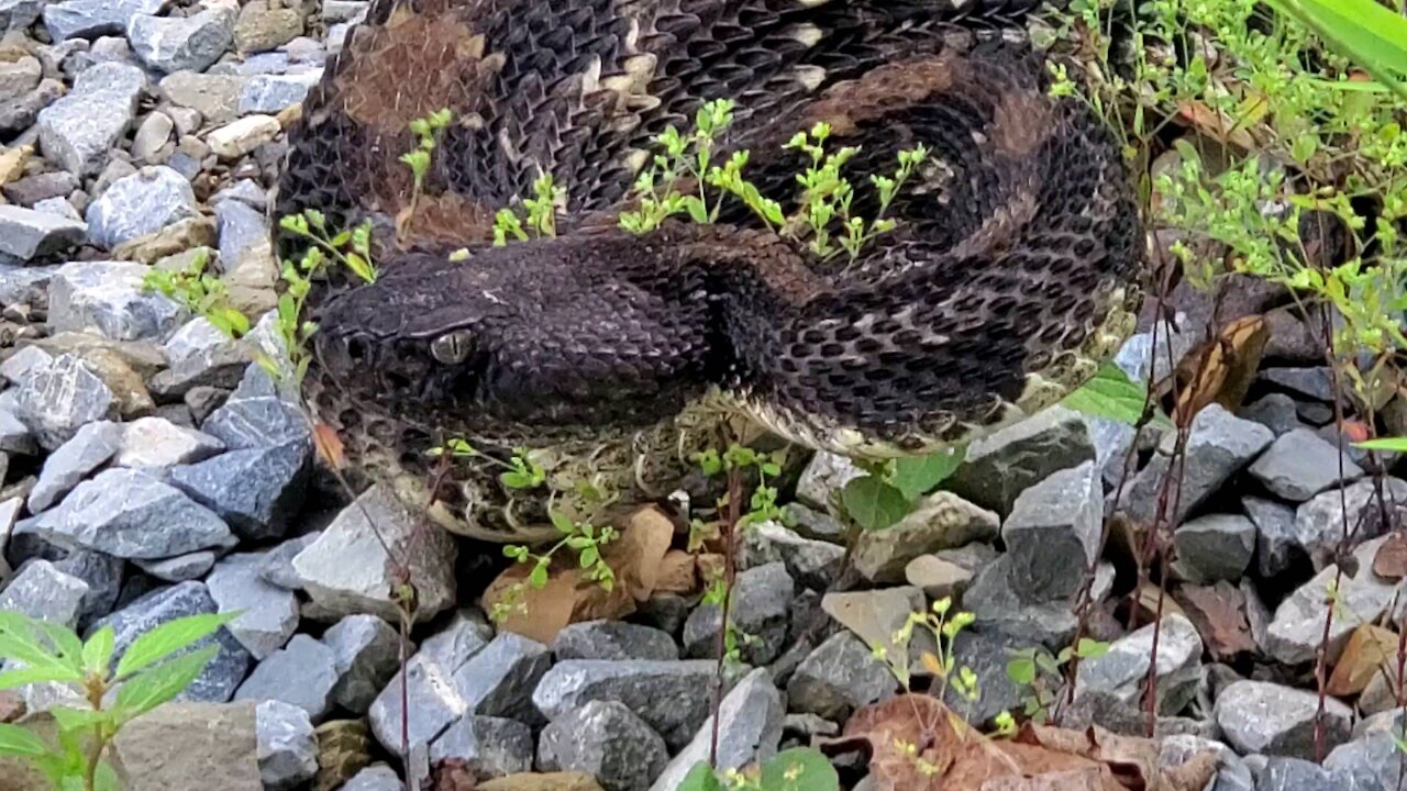 Rattlesnake in the road.