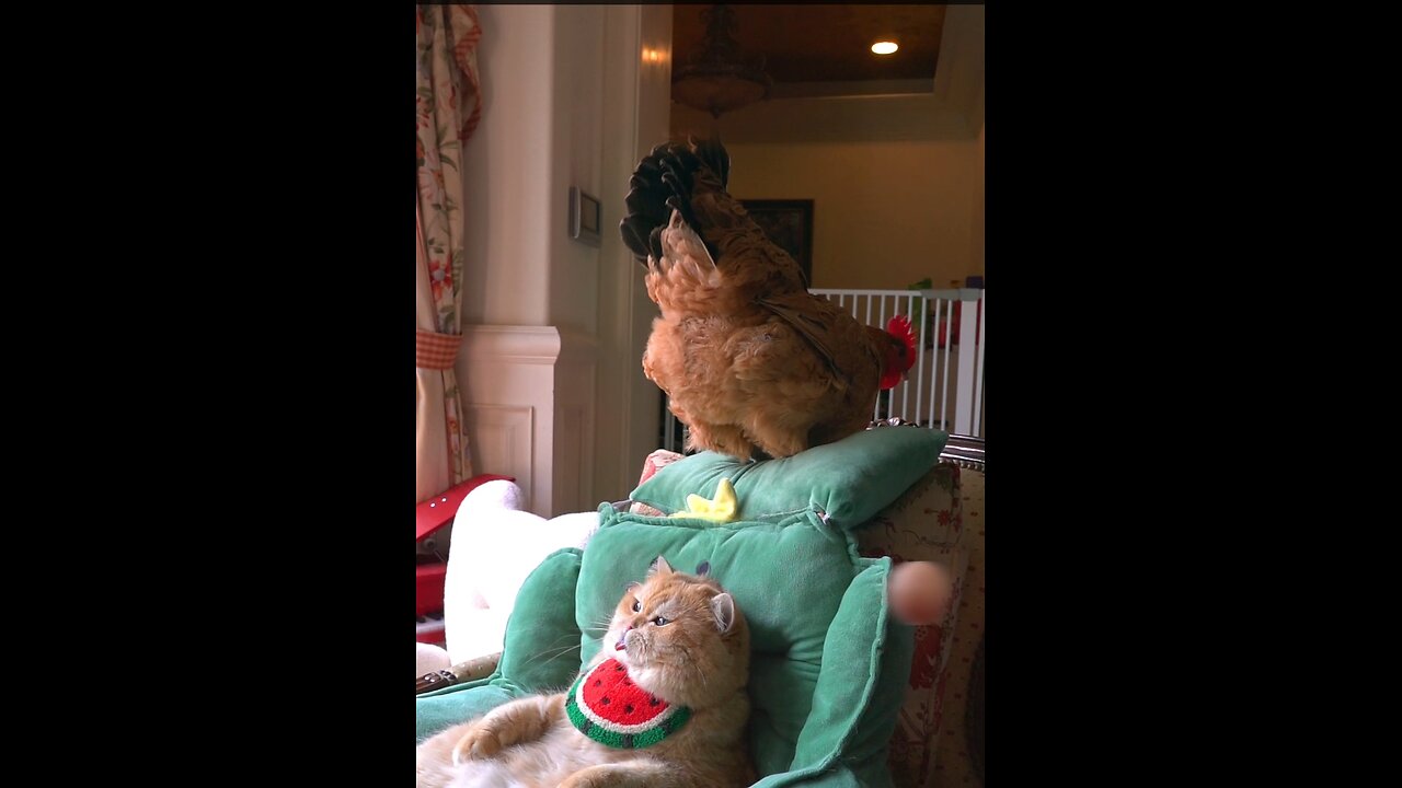 Funny chicken & cat 😺 | cute animals