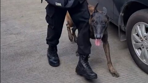 dogs are good bodyguards